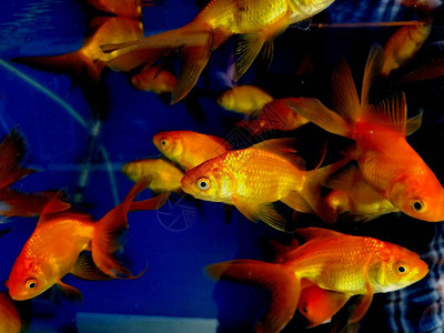 无数金鱼在玻璃水族箱中游泳背景图片