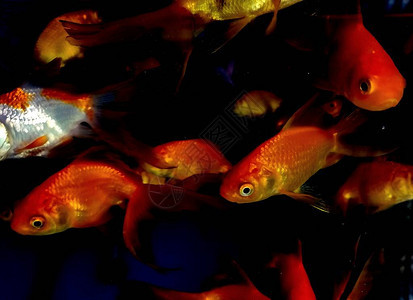 无数金鱼在玻璃水族箱中游泳背景图片