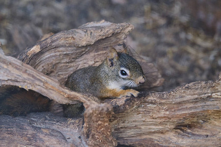 在树干上发现了一只老鼠马莫茨花栗鼠松关于狩猎情绪动物行为主图片