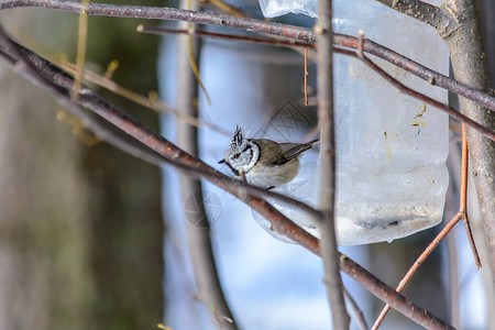 在寒冷的冬天凤头山雀从喂食器中啄食谷物图片