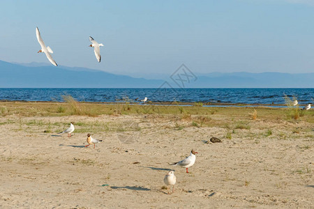白海鸥在阳光明媚的沙滩上海图片
