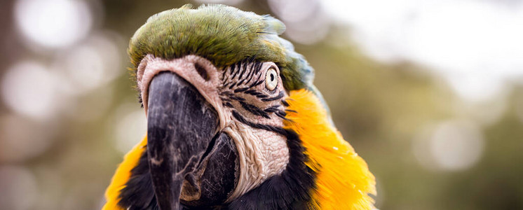 巴西古老的金刚鹦鹉巴西和亚马逊热带草原的标志物种肖像濒图片