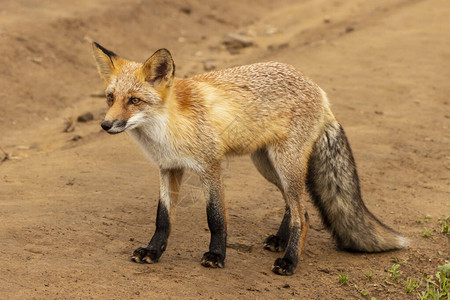 一只毛茸的狐狸站在一条农村公路图片