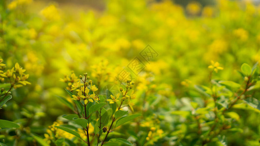 在绿色和黄色模糊背景上绽放的金色淋浴花丛的黄色小花瓣图片