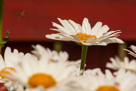 草地上的雏菊带花瓣的白花图片