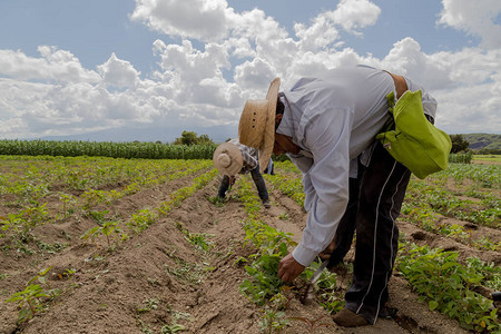 墨西哥农民种植amaran图片