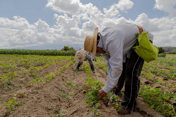 墨西哥农民种植amaran图片