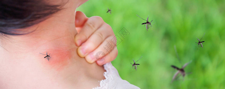 在户外玩耍时被蚊子咬和吸血使颈部皮肤有图片