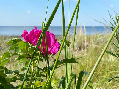 夏日海滩花粉红沙玫瑰果花和白色沙滩上带有橙色浆果的花瓣海洋图片