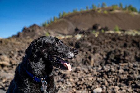 黑拉布多食狗犬喜欢参观俄勒冈州新莓火山纪念碑的Lava土地背景图片