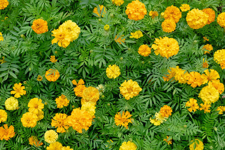 室外的黄色波斯菊花卉农场图片