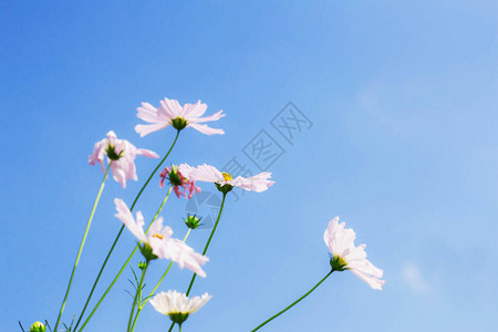 在种植园的白色波斯菊与蓝天图片