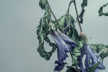 关闭褪色的蓝色花朵美丽的植物在霓虹灯下最小极简主义复古风格概念设图片