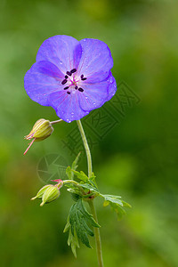 美丽的夏季开花常年紫色天竺葵花草甸鹤嘴或草甸天竺图片