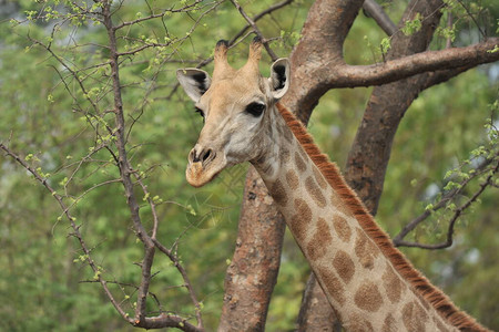 非洲赞比亚长颈鹿吃树叶图片