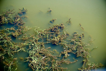 Elodea是6种水生植物的基因图片