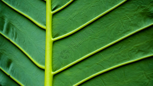 热带叶子新鲜绿叶植物背景的贴近和有选择地重点图片