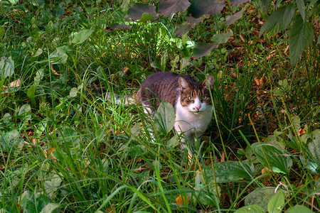 花坛里的流浪猫灰色毛茸的猫坐在绿草丛中猫坐在草图片