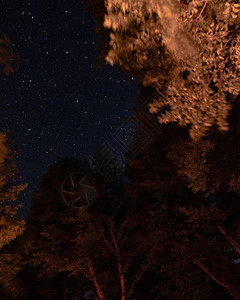 夜晚的星空在森林里图片