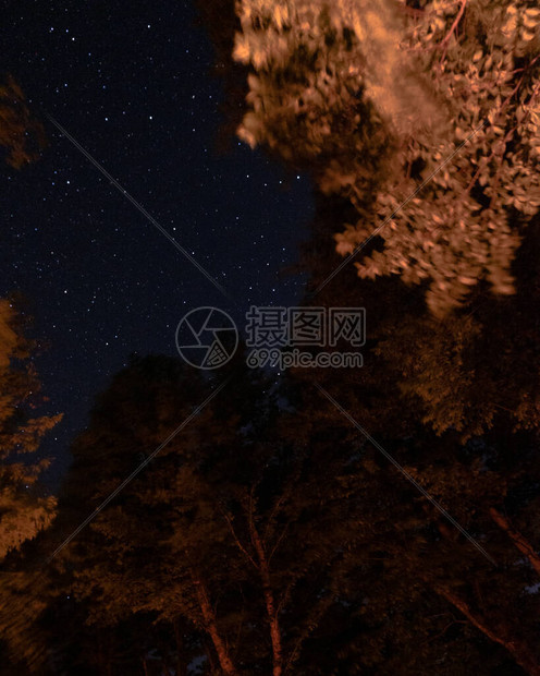 夜晚的星空在森林里图片