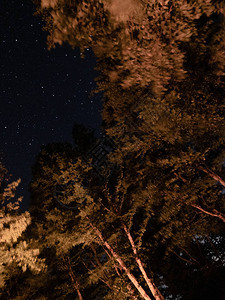 夜晚的星空在森林里背景图片