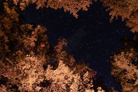 夜晚的星空在森林里图片