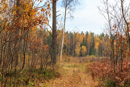 秋金森林秋松林和黄金树的路径全景背景图片