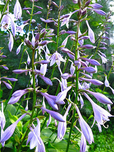 玉簪在夏天盛开在花园里开着蓝色的花图片
