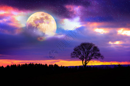 有黑树和满月的风景黑暗的夜空图片
