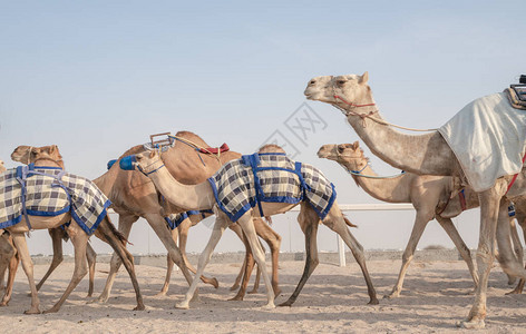 骑师着骆驼在赛道上散步图片