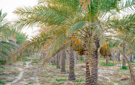 种植椰枣园中东热带农业工2图片