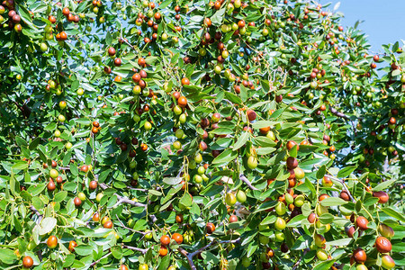 枣或ber或浆果Ziziphusmauritiana在树的叶子的成图片