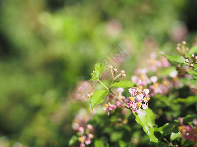 花朵在花园中盛开的粉红色花朵树上鲜花明亮图片