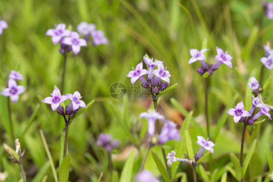 白花蛇舌草是一种中药图片