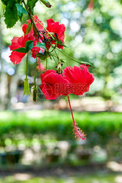 一朵开花的枝形吊灯芙蓉花的特写图片