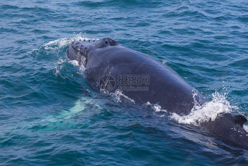 鲸鱼直播汇聚优质内容创作者