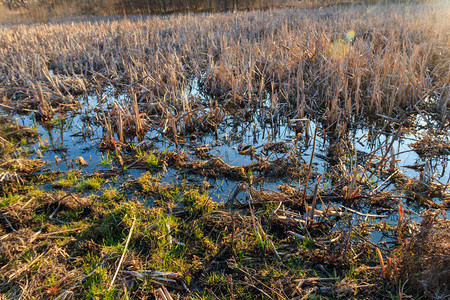 春天草地上的湿地景观图片