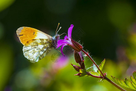 雄蝴蝶食用粉红色花朵猴腹图片