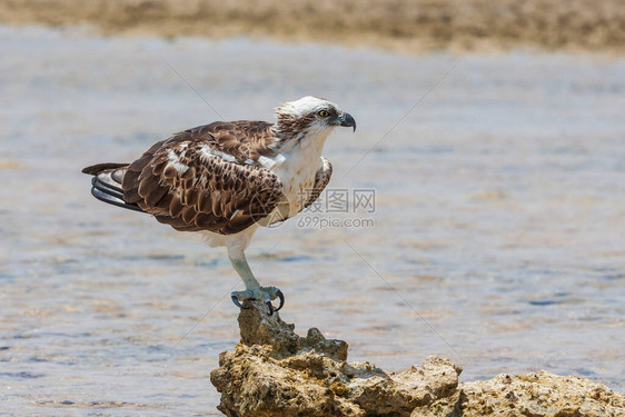 Pandionhaliaetus白尾鹰特写肖像老鹰一条腿站在海中的一块石头上图片