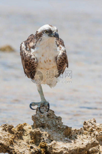 Pandionhaliaetus白尾鹰特写肖像老鹰一条腿站在海中的一块石头上图片