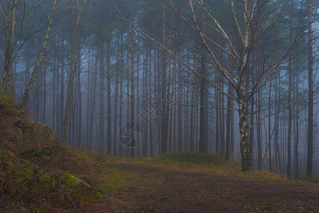 秋天森林里的雾图片