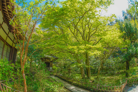 镰仓圆阁寺的新绿背景图片