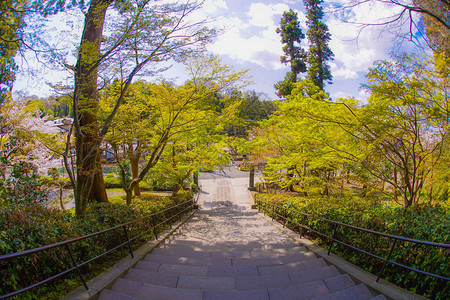 镰仓圆阁寺的新绿背景图片