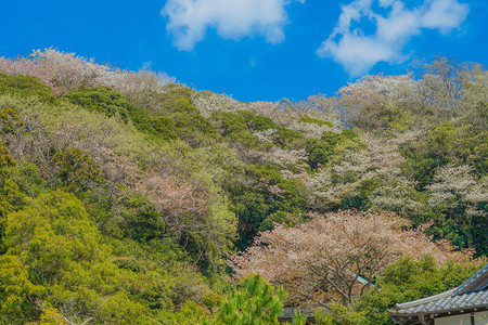 镰仓圆阁寺的新绿背景图片