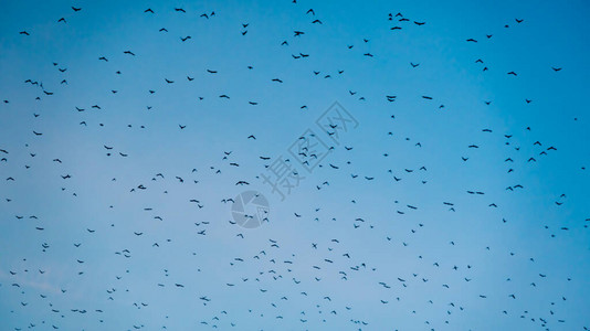 天上飞翔的鸟群小鸟图片