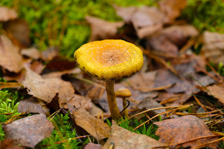 小黄蘑菇秋天清晨图片