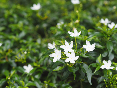 茜草科多年生植物小叶为圆形椭圆形尖叶图片