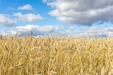 成熟的黄色小麦秸秆在天空背景与云彩纹理的背景麦田准图片