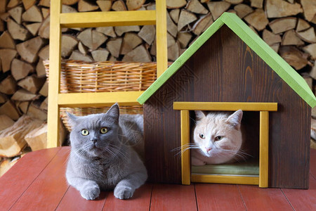 一只灰猫和一只红猫正坐在木柴背景的木制宠物图片