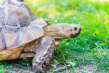 一只大乌龟在草地上爬行慢的动物野生动物乌龟在草地上有壳的动物自然关于海龟及其护理的文图片